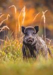LE POPOLAZIONI DI CINGHIALE (Sus scrofa) - Dr. Jurgen Tack Jessica Williams - European Landowners