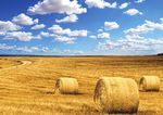 LE POPOLAZIONI DI CINGHIALE (Sus scrofa) - Dr. Jurgen Tack Jessica Williams - European Landowners