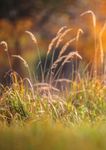 LE POPOLAZIONI DI CINGHIALE (Sus scrofa) - Dr. Jurgen Tack Jessica Williams - European Landowners