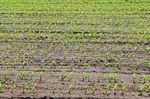 LE POPOLAZIONI DI CINGHIALE (Sus scrofa) - Dr. Jurgen Tack Jessica Williams - European Landowners