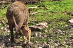 LE POPOLAZIONI DI CINGHIALE (Sus scrofa) - Dr. Jurgen Tack Jessica Williams - European Landowners