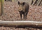 LE POPOLAZIONI DI CINGHIALE (Sus scrofa) - Dr. Jurgen Tack Jessica Williams - European Landowners