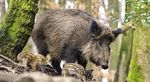 LE POPOLAZIONI DI CINGHIALE (Sus scrofa) - Dr. Jurgen Tack Jessica Williams - European Landowners