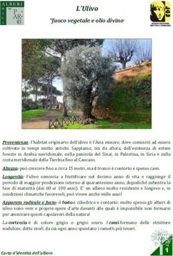 L'Ulivo "fuoco vegetale e olio divino" - Parco archeologico del Colosseo