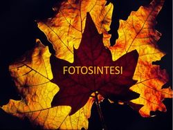 FOTOSINTESI - Moodle@Units