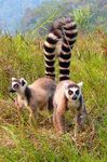 MADAGASCAR - Natura da vivere