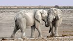 SPECIALE PROMOZIONE NAMIBIA - Davertour