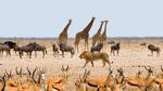 SPECIALE PROMOZIONE NAMIBIA - Davertour