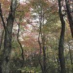 PORTOFINO - design creativo e citazioni romantiche - Collezione - Intermediazione e consulenza per l ...