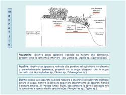 Presenti dove la corrente &egrave; inferiore (es. Lemna sp., Azolla sp., Spyrodela sp.)