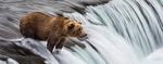 ALASKA "I grizzly di Katmai" Dal 6 al 15 Settembre e dall'11 al 20 Settembre 2018 - Grandi Viaggi Fotografici