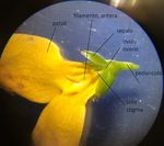 OSSERVAZIONE DI STRUTTURE VEGETALI AL MICROSCOPIO OTTICO E ALLO STEREOSCOPO