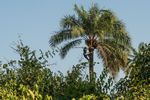 SENEGAL & GUINEA BISSAU AL CARNEVALE - travel photography and ...