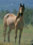 Cavalli Razze, origini e curiosità - Nicola Jane Swinney Fotografia di Bob Langrish