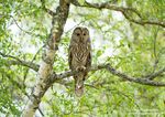 Viaggio Fotografico 24 - 29 aprile 2017 - Gufi, Galli Cedrone, Faggiano di monte, strolaga e uccelli Taiga - Birding and Wild Photo