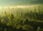 Benvenuti - FLOORS REAL LIFE FOR - Ancora pi&ugrave; naturale - UNILIN Italia