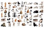 ANIMALI FANTASTICI E DOVE TROVARLI - Elaborato finale ACCADEMIA DELLA CRUSCA