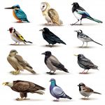 ANIMALI FANTASTICI E DOVE TROVARLI - Elaborato finale ACCADEMIA DELLA CRUSCA