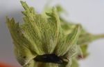 NUOVO OIDIO SU NOCCIOLO (Erysiphe corylacearum)
