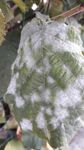 NUOVO OIDIO SU NOCCIOLO (Erysiphe corylacearum)