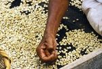 DOSSIER Il caff&egrave; Equo e Solidale dalle origini alla tazzina