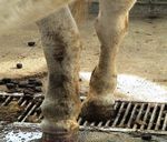 Cavalli Protocollo AWIN di valutazione del benessere - Ministero della Salute