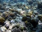 SCIENTIFICA ALLE MALDIVE 2017 (CSM2017) - ATTIVITÀ DI RICERCA SVOLTE DURANTE LA 20a CROCIERA - ISSD Onlus