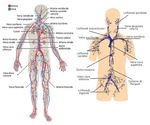 PRODOTTI FOREVER: CONSIGLI PER L'USO - Informativa Scientifica