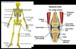 PRODOTTI FOREVER: CONSIGLI PER L'USO - Informativa Scientifica