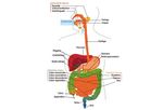 PRODOTTI FOREVER: CONSIGLI PER L'USO - Informativa Scientifica
