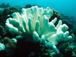 Coralli Cosa succede sotto la superficie del mare - Le barriere coralline sono gli habitat con la più grande diversità biologica. È la culla della ...