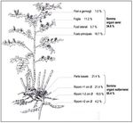 Il poligono del Giappone - (pianta neofita infestante) - Consorzio Valle del Cassarate