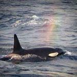 Orca Safari e Isole Lofoten - (NORVEGIA)