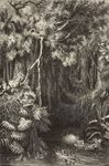 Animali mistEriosi Viaggio tra gli Enigmi della Criptozoologia - Stella Mattutina Edizioni