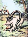 Animali mistEriosi Viaggio tra gli Enigmi della Criptozoologia - Stella Mattutina Edizioni