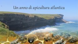 Un anno di apicultura atlantica