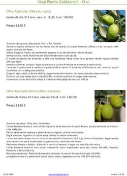 Vivai Piante Gabbianelli - Olivi