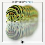 BUTTERFLYEDEN - BUTTERFLY EDEN