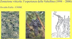 Zonazione viticola: l'esperienza della Valtellina (1998 - 2000) - Osvaldo Failla - UNIMI - Unimont