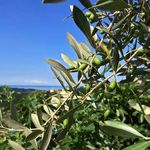 LAVAGNINA: IDENTITA' DEL LEVANTE - Cooperativa Agricola Rurale Isola di Borgonovo