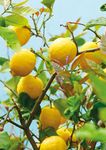 NOI CI SIAMO ASCOLTARE, PROGETTARE, INNOVARE, SOSTENERE, PER ESSERCI DOMANI - CATALOGO PRODOT - Agri in Web