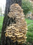 Caratteri di riconoscimento dei funghi