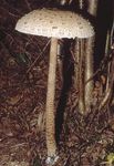 Caratteri di riconoscimento dei funghi