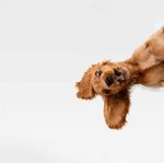 PROTEZIONE ANIMALE Ordine dei Medici Veterinari Alto Adige - fnovi