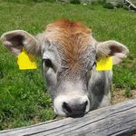 PROTEZIONE ANIMALE Ordine dei Medici Veterinari Alto Adige - fnovi