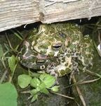 PROTEZIONE ANIMALE Ordine dei Medici Veterinari Alto Adige - fnovi