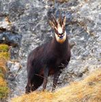 PROTEZIONE ANIMALE Ordine dei Medici Veterinari Alto Adige - fnovi