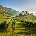 S&uuml;dtirol Wein Vini Alto Adige Alto Adige Wines