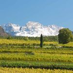 S&uuml;dtirol Wein Vini Alto Adige Alto Adige Wines