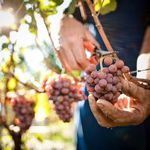 S&uuml;dtirol Wein Vini Alto Adige Alto Adige Wines